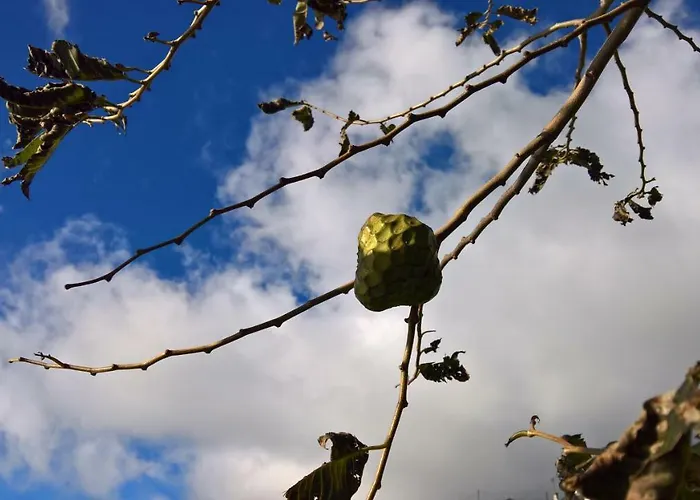 Country house Casal Sao Joao Faja da Ovelha